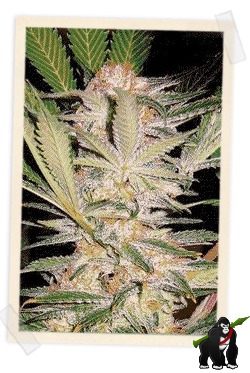 S.A.D. FAST Version Feminised Seeds