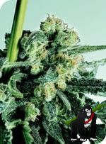 Sensi Skunk Regular Seeds