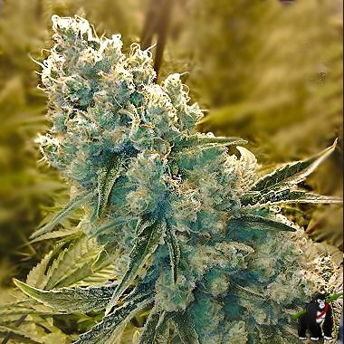 Shark Shock Feminized