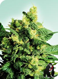 Shiva Shanti II Regular Seeds