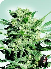 Shiva Skunk Regular Seeds