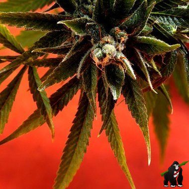 Simpson Kush