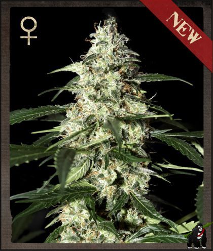 Skunk Auto Feminised Seeds