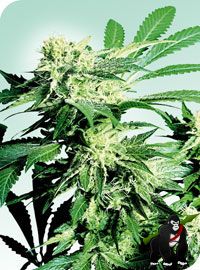 Skunk Kush Regular Seeds