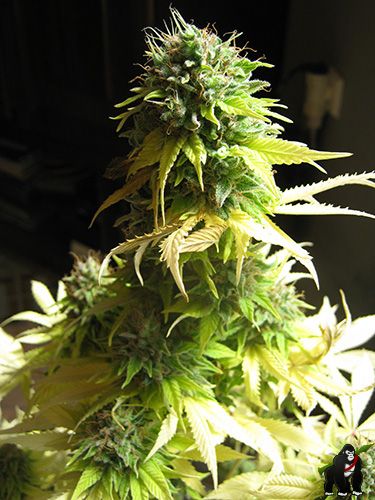 Somango Feminised Seeds