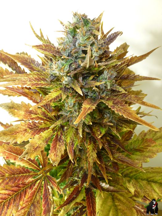 Sour Diesel Haze Auto Feminised Seeds