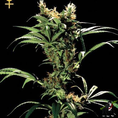 GreenHouse Seeds Arjans Strawberry Haze Feminized