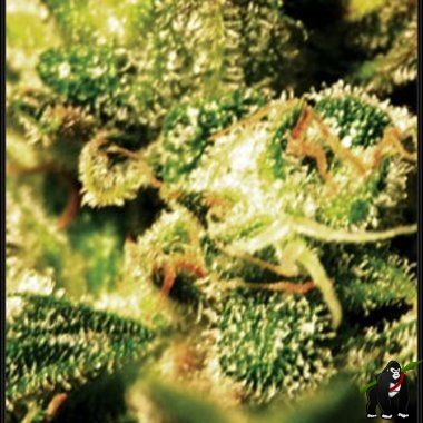 GreenHouse Seeds Super Critical Auto Feminized