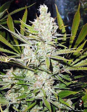 Super Silver Haze Regular Seeds