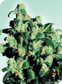 Super Skunk Regular Seeds