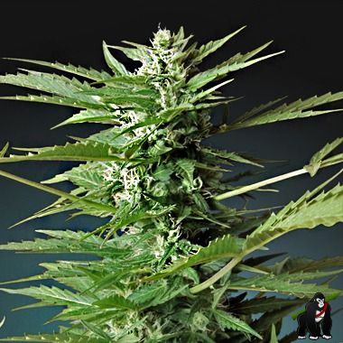 Sweet Dwarf Auto