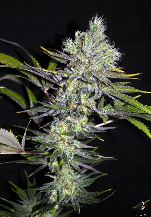 Sweet 'n Sour Widow CBD Regular Seeds