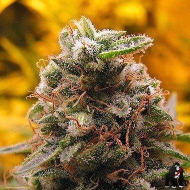 Top 69 Auto