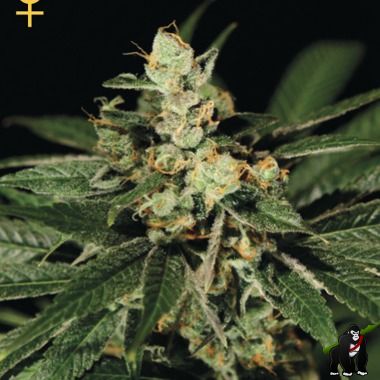 GreenHouse Seeds Train Wreck Feminized