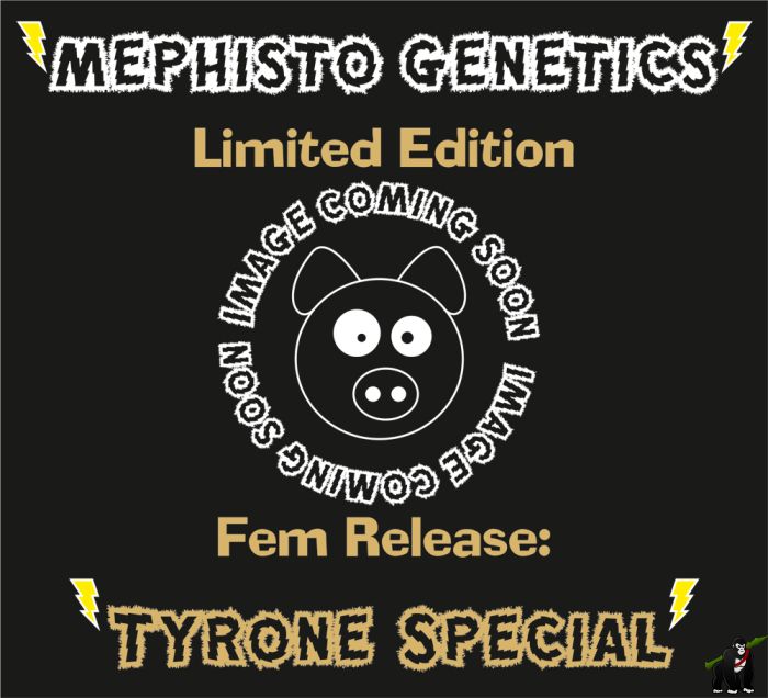 Tyrone Special Auto Feminised Seeds