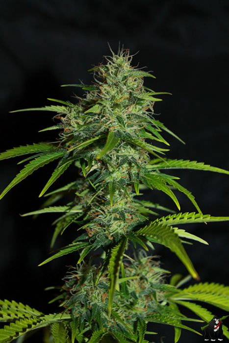 UK Cheese Auto Feminised Seeds