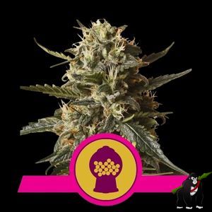 Bubblegum XL Feminised Seeds