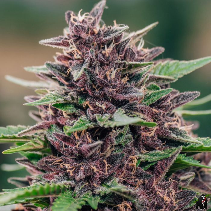 Toffee Pudding Auto One of the strongest autoflowering strains today!