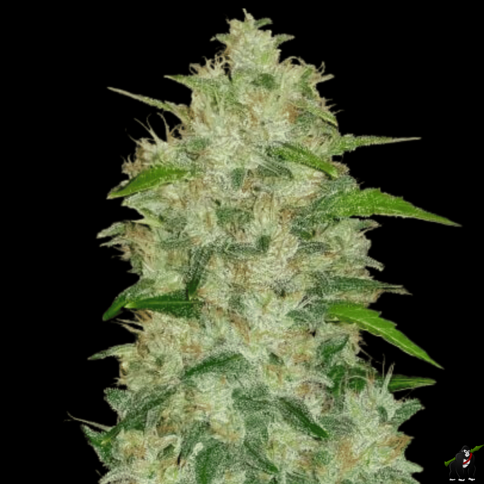 Chemdawg Auto