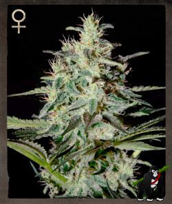 White Lemon Feminised Seeds