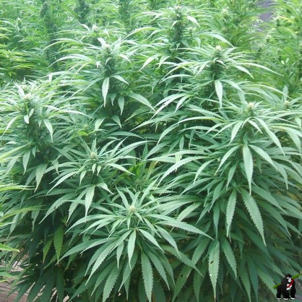 White Rhino Feminised Seeds