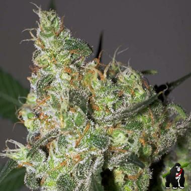 White Russian Feminized