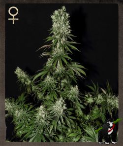 White Strawberry Skunk Feminised Seeds