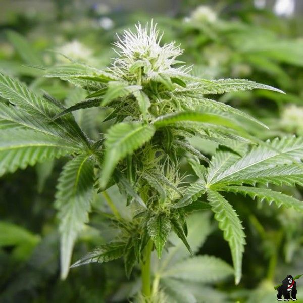 White Widow Feminised Seeds