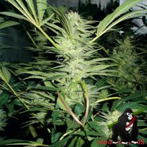 White Widow Feminised Seeds