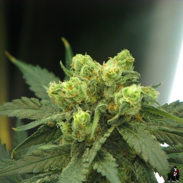 Wonder Woman Feminised Seeds