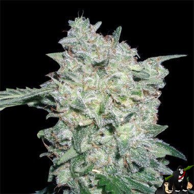 World of Seeds Afghan Kush Special Feminized