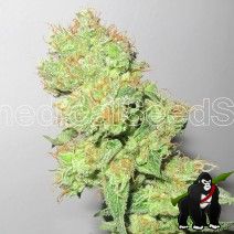 Y Griega CBD Feminised Seeds