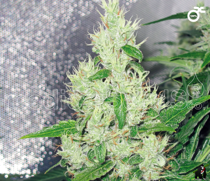 Y Griega Feminised Seeds