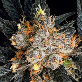 Aura Feminized Seeds – Anesia Seeds – Premium Hybrid Strain