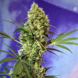 Big Devil Auto – Sweet Seeds