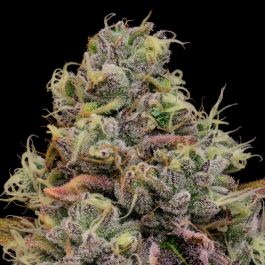 Chaos Cake Feminized Seeds