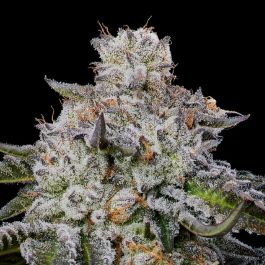 Chaos Cake Auto Feminized Seeds