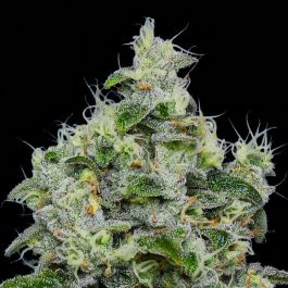 Dankberry Auto Feminized Seeds – Anesia Seeds – High THC Autoflowering Hybrid