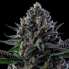 First Lady Feminized Seeds – Anesia Seeds – Premium Hybrid Strain

