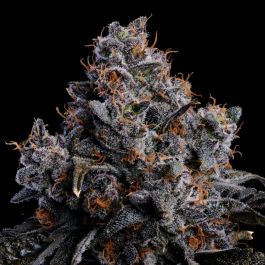 Grape Pop Rocks Auto Feminized Seeds – Anesia Seeds – High THC Autoflowering Hybrid