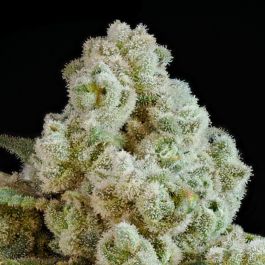 Privileged Baddie Feminized Seeds