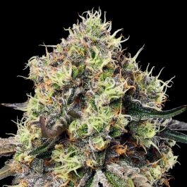 Roswell Code Feminized Seeds