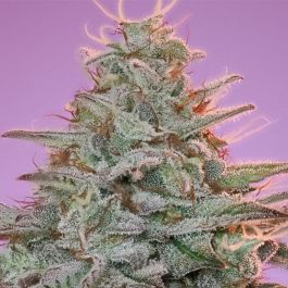 Sinai Landraces Feminized Seeds