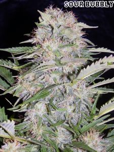 Sour Bubbly Auto Feminised Seeds