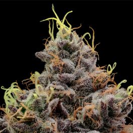Think Tank Feminized Seeds