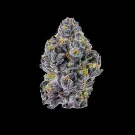 Triploid F1 Sticky Wasabi feminized cannabis seeds – potent hybrid strain with sticky, bright-green buds and a spicy wasabi aroma.