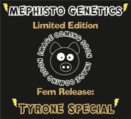 Tyrone Special Auto Feminised Seeds