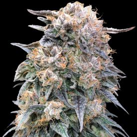 00 Kush Fast