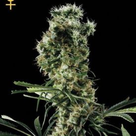 Green House Seeds Arjans Haze 3 feminized