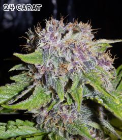 24 Carat Auto Feminised Seeds